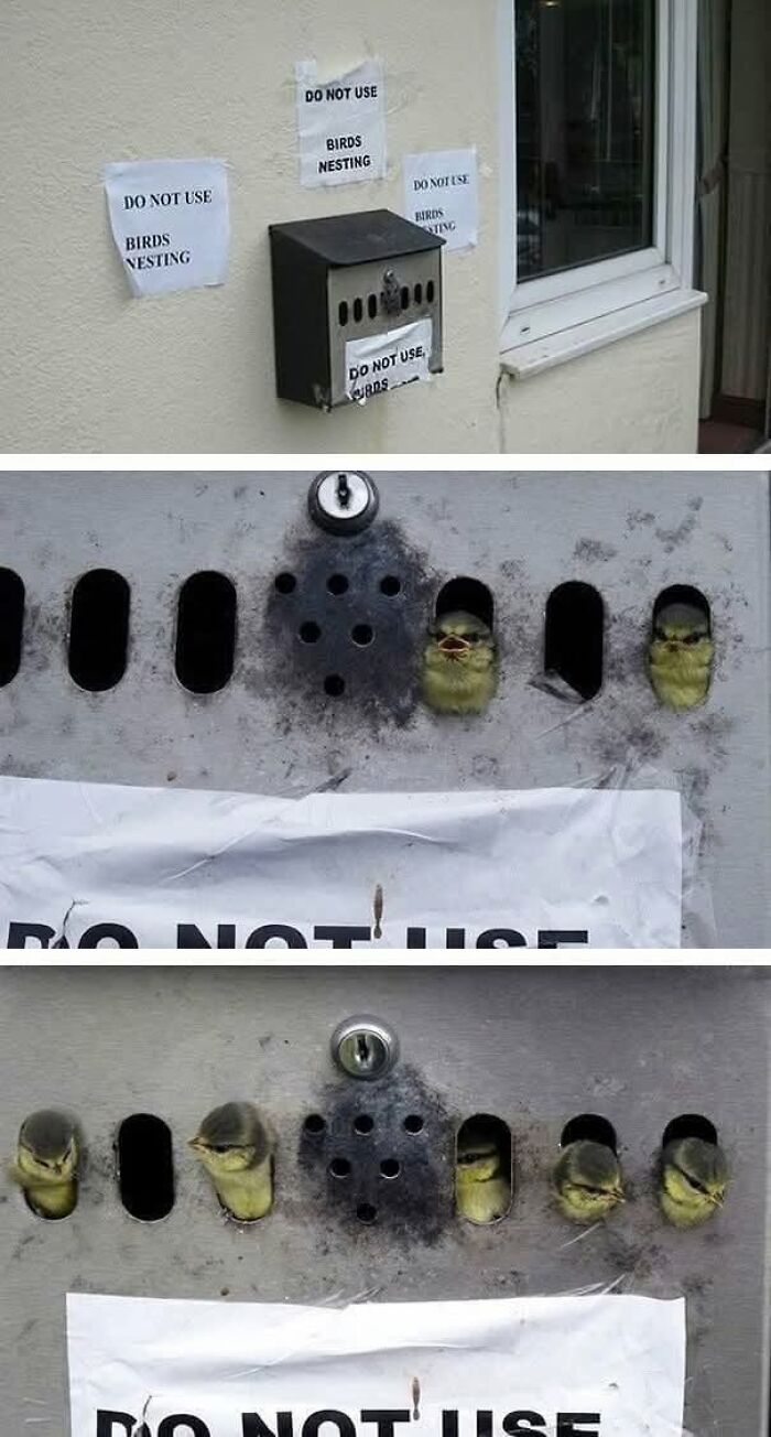 Baby birds nesting inside a mailbox despite multiple signs saying do not use, showcasing joyful animal photos on the internet.