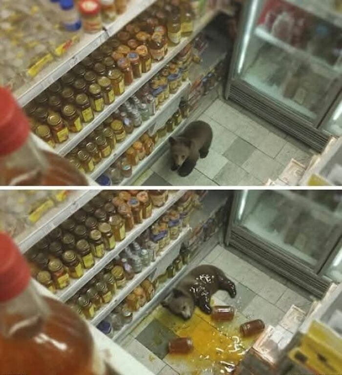Bear cub inside a store aisle, next to spilled jars, showcasing a funny moment in animal photos with pure joy.