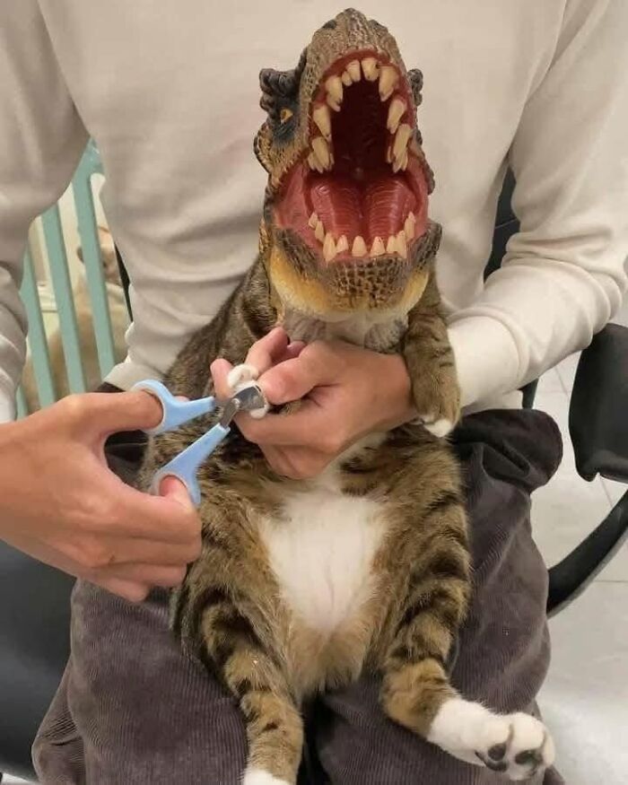 Person clipping cat's nails with dinosaur mask on cat creating a funny animal photo for pure joy on internet.