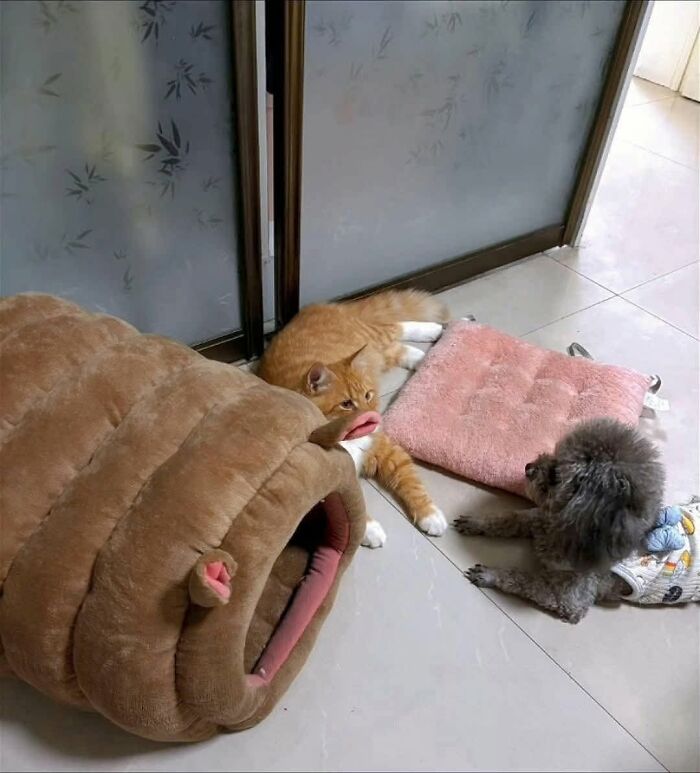 Orange cat and small dog relax on floor near cozy animal bed and pink cushion in animal photos capturing pure joy.