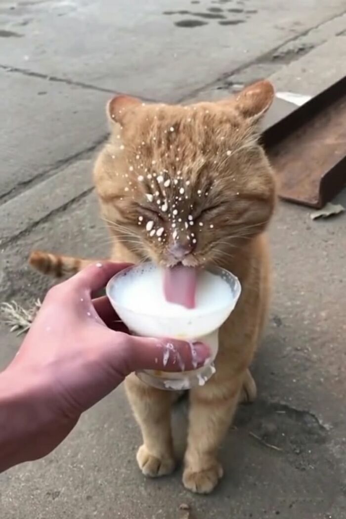 Orange cat drinking milk from a glass with milk splashes on its face, capturing pure joy in an animal photo moment.