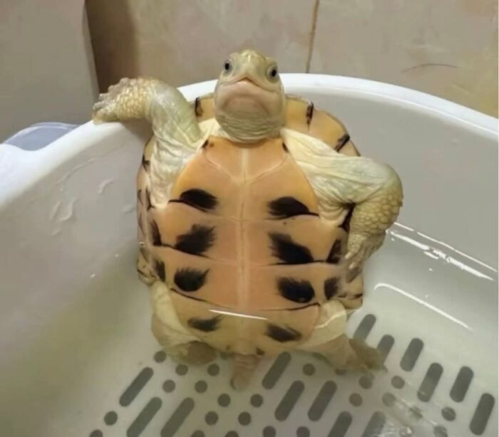 Turtle relaxing in water with cute expression in an animal photo that brings pure joy and happiness online.