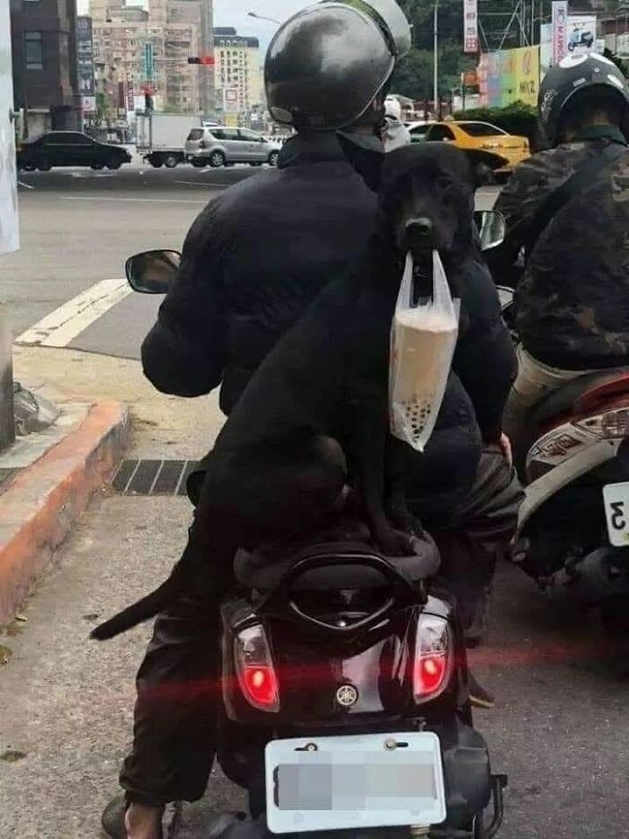 Black dog sitting on a scooter holding a plastic bag, one of the animal photos capturing pure joy on the internet.