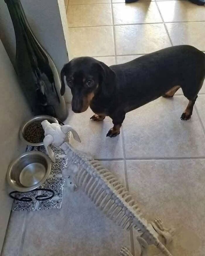 Dachshund dog looking curiously at a realistic animal skeleton near food bowls inside a tiled room.