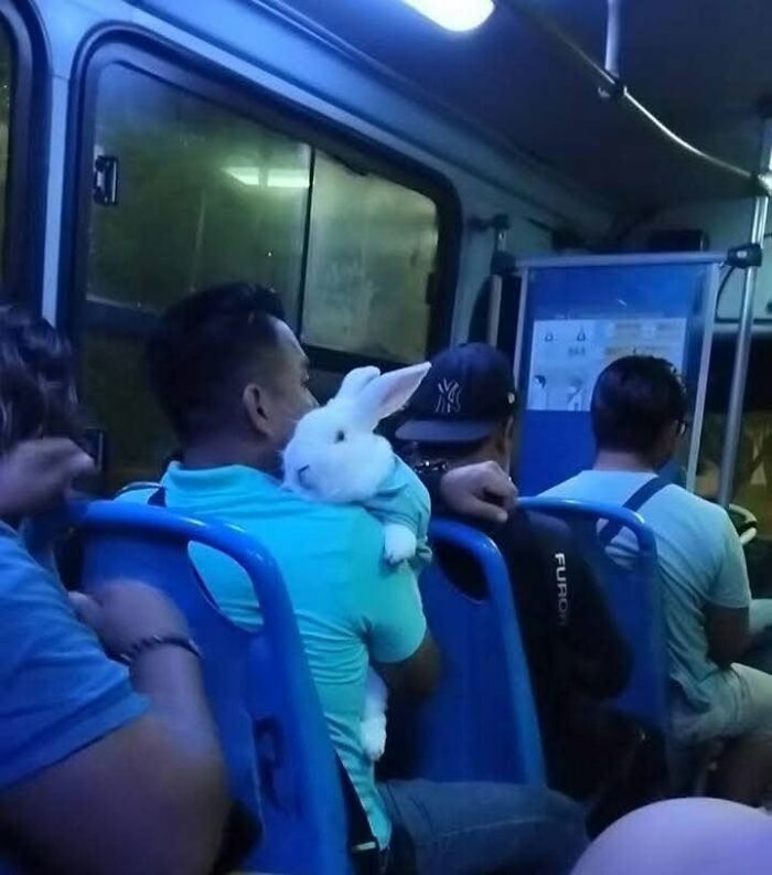 Man holding a white rabbit on a bus, capturing a joyful moment among animal photos proving the internet's charm.