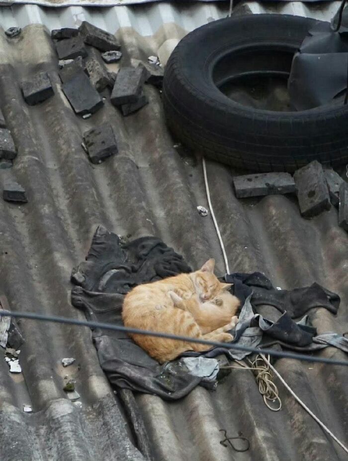 Orange cat sleeping curled up on old fabric on a rooftop, a peaceful animal photo showcasing internet joy and comfort.