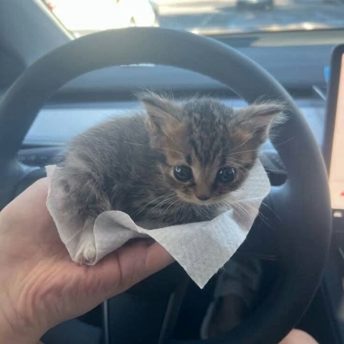 Tiny kitten resting on a hand inside a car, showcasing one of the cutest animal photos for pure joy on the internet.