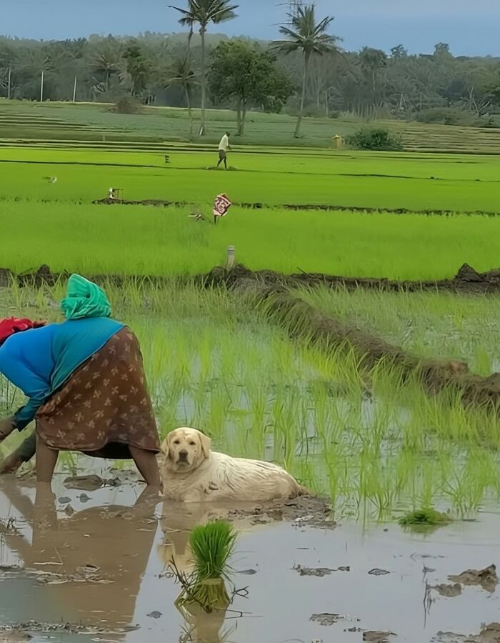 Dog resting in muddy rice field beside a person working in green agricultural landscape animal photos capture pure joy