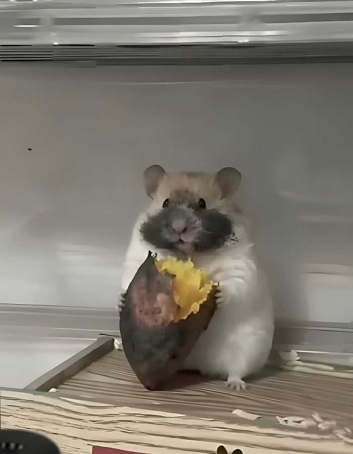 A fluffy hamster eating a yellow sweet potato, showcasing adorable animal photos bringing pure joy online.
