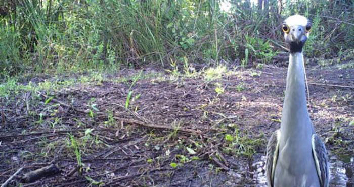 A wild animal caught in a funny moment in its natural habitat, unaware it is being recorded by a hidden camera.