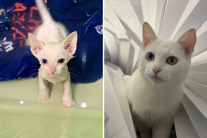 White cat with heterochromia shown as a small kitten and grown-up in adorable before-and-after photos.
