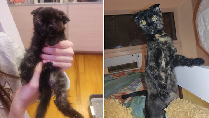 Before-and-after photos of a cat growing up, showing its transformation from a small kitten to a larger, alert cat.
