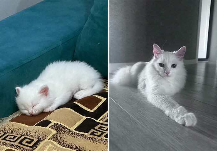 White cat growing up shown in before and after photos, from a sleeping kitten to a relaxed adult cat on the floor.