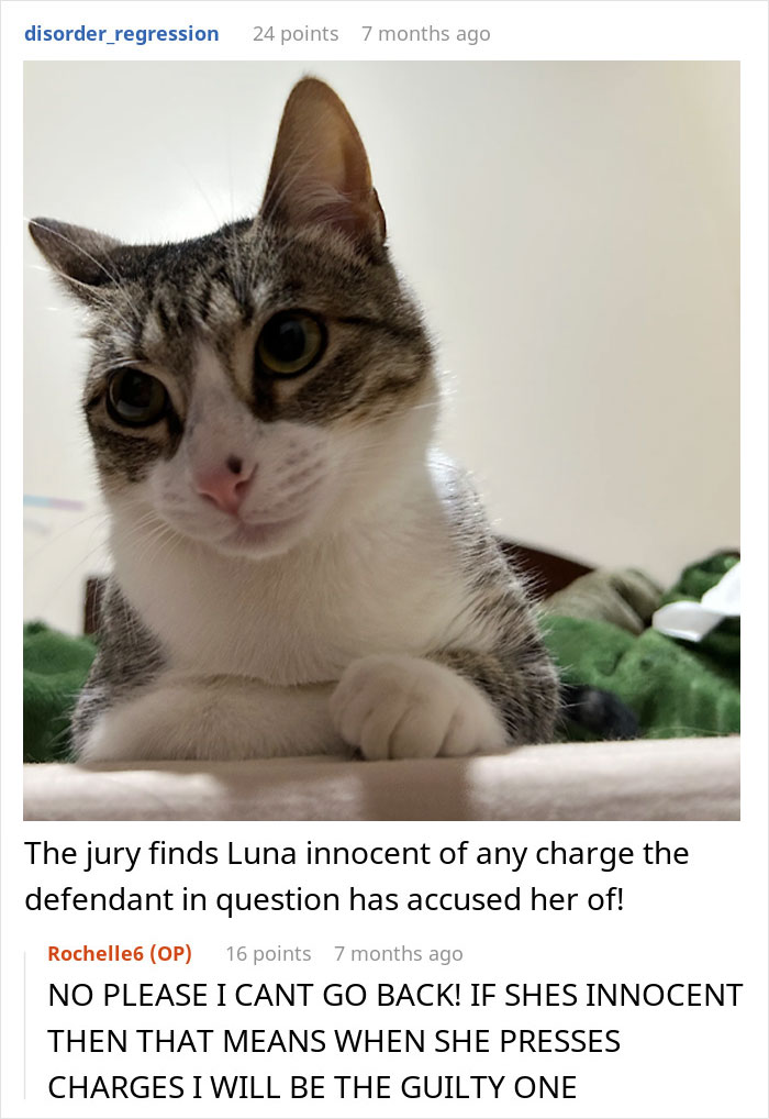 Tabby cat lying down with a curious expression, illustrating a woman refusing to share her chicken sandwich with her cat.