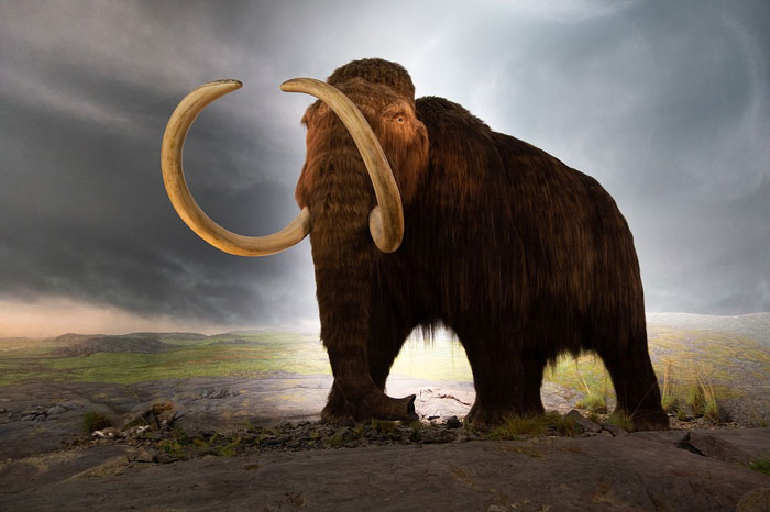 Woolly mammoth standing on rocky terrain under a stormy sky, illustrating shocking unawareness of common knowledge.