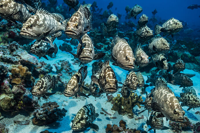 School of deep sea fish with patterned bodies swimming over coral reef, captured by diver and underwater photographer.