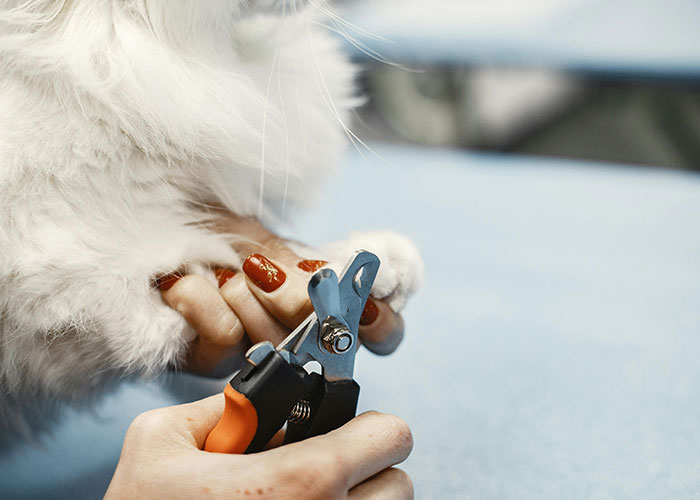 Person using nail clippers to trim a cat’s nails, demonstrating bizarre cat hacks owners discovered that actually work.