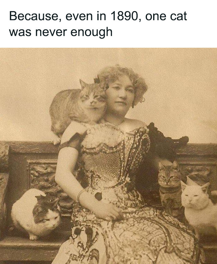Vintage photo of a woman surrounded by multiple cats, showing timeless love for cats with cat meme therapy vibes.