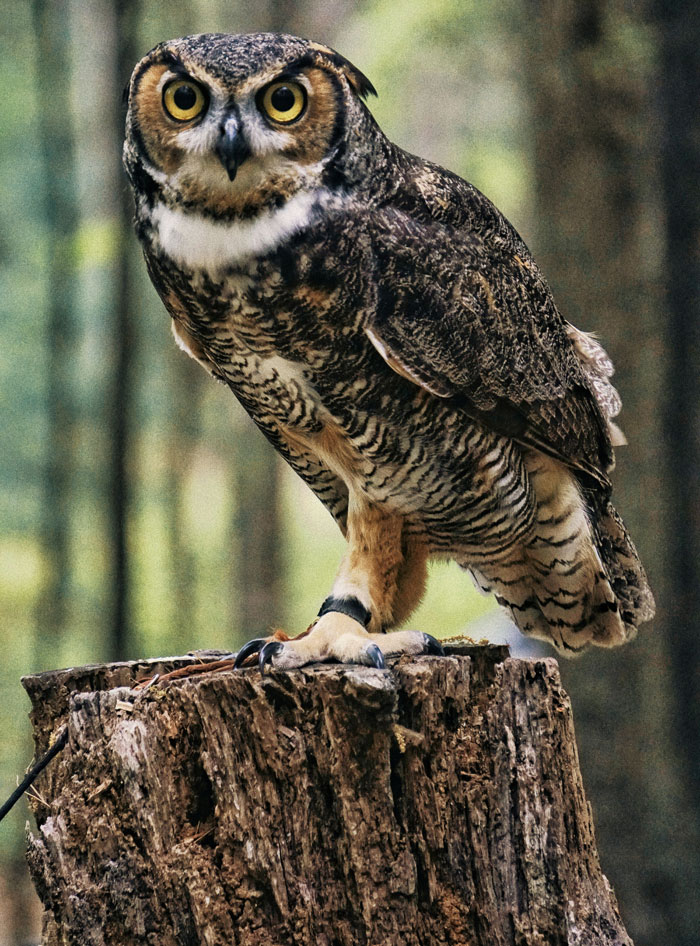 Owl perched on a tree stump in the forest, symbolizing daycare workers who heard unexpected family secrets.