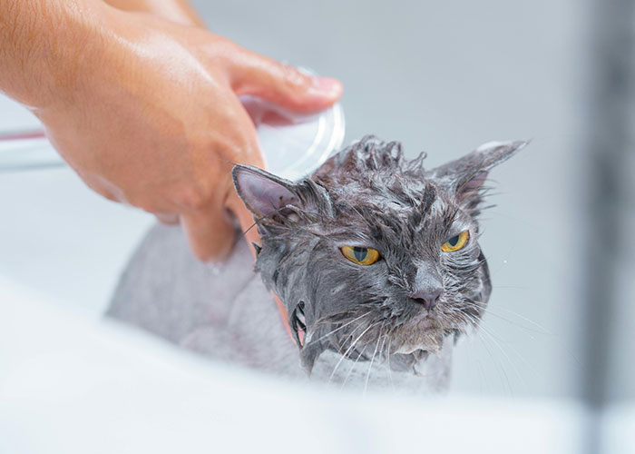 Wet gray cat being bathed by owner using a handheld showerhead showing bizarre cat hacks that actually work.