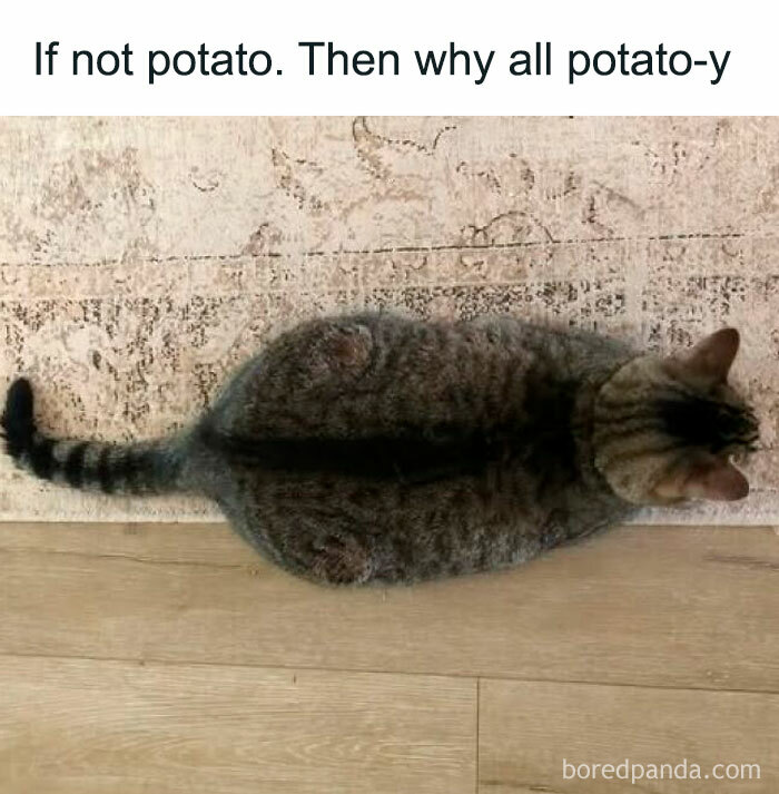 Tabby cat lying flat on floor resembling a potato with humorous text about potato shapes in cat memes.
