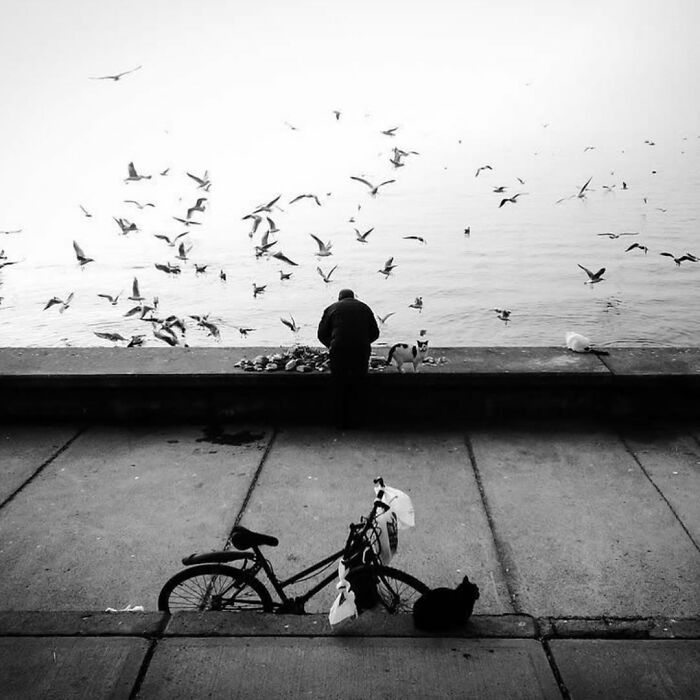 Black cat sitting near a bicycle on a street by the waterfront with a person and birds flying in the background.