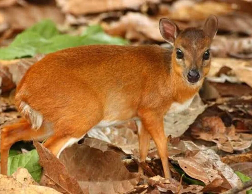 A tiny deer-like creature standing among dry leaves, showcasing one of the smallest animals in the world.