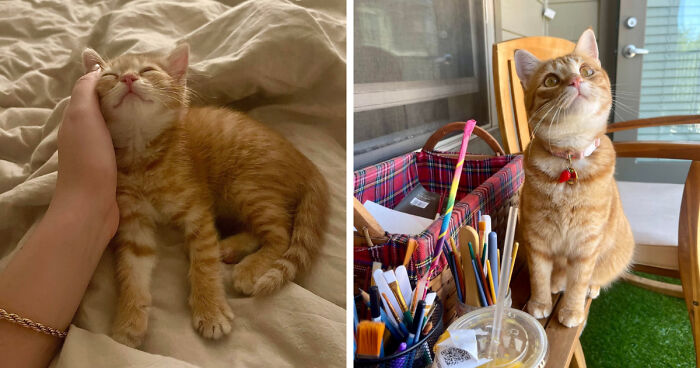 Orange tabby kitten grown into a cat, shown sleeping on a bed and then sitting alert near an art desk.