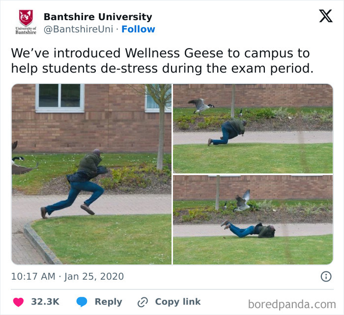 Tweet showing a person being chased and knocked down by geese on a campus lawn, shared in hilarious tweets collection.