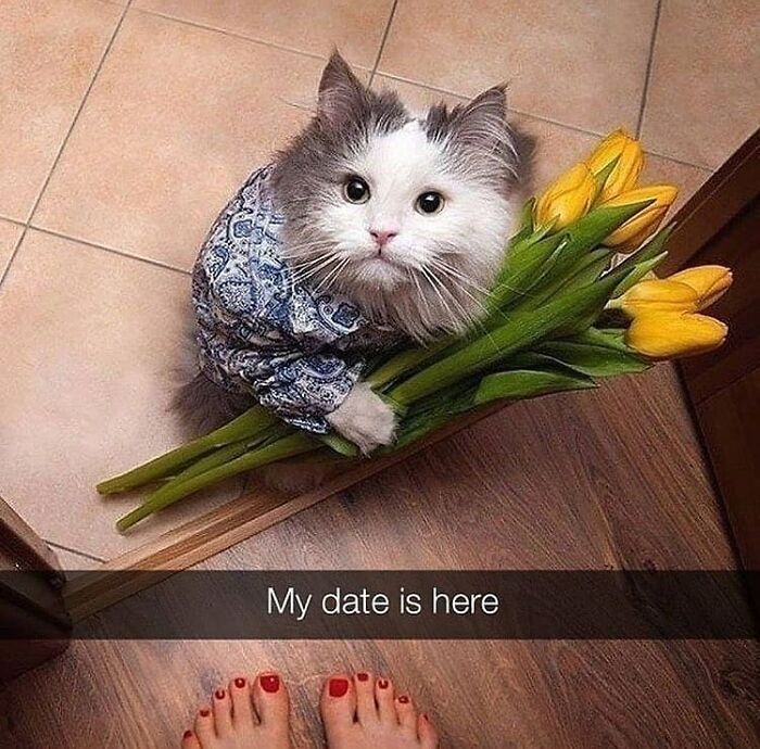 Cat dressed in a shirt holding yellow tulips, humorously representing relatable memes about relationships and dating moments.