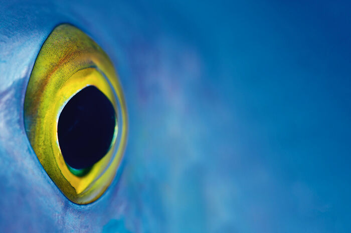 Close-up of a deep sea creature’s eye captured by a diver and photographer specializing in mysterious underwater life.