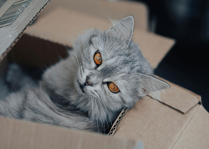 Gray cat with bright amber eyes resting inside a cardboard box, showcasing bizarre cat hacks owners discovered.