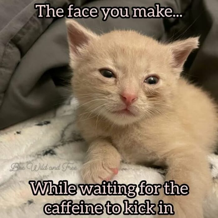 Sleepy kitten with half-closed eyes lying on a blanket, capturing cat meme therapy to brighten your day humor.