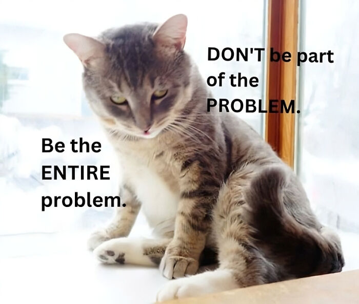 Grey tabby cat by window with humorous text about being the entire problem, a funny cat meme for cat meme therapy fans.