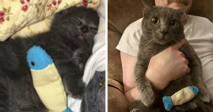 Side by side images of a kitten and the same kitten all grown up into a cat.