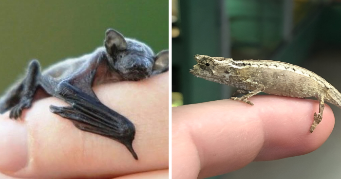 13 Insanely Small Creatures Competing For “Smallest Animal In The World” Title
