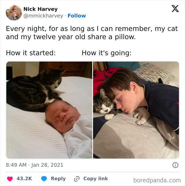 Side-by-side photos showing a cat sharing a pillow with a baby and then a twelve-year-old boy, illustrating cat memes.
