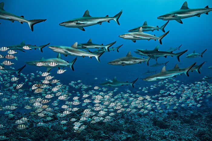 School of sharks and striped fish swimming over coral reef in deep sea, captured by diver and underwater photographer.