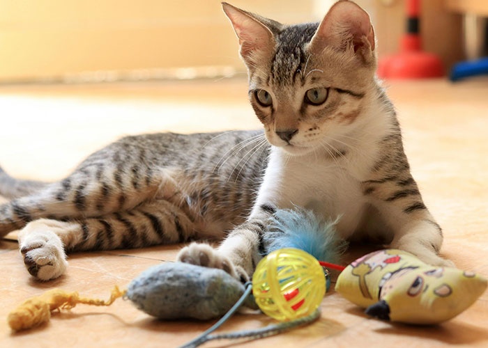 Tabby cat lying on the floor surrounded by various colorful cat toys, demonstrating creative cat hacks owners use.