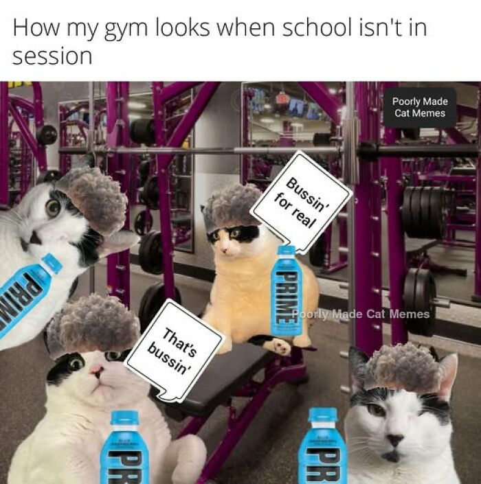 Cats wearing wigs and lifting weights in a gym, humorous cat memes featuring fitness and water bottles.
