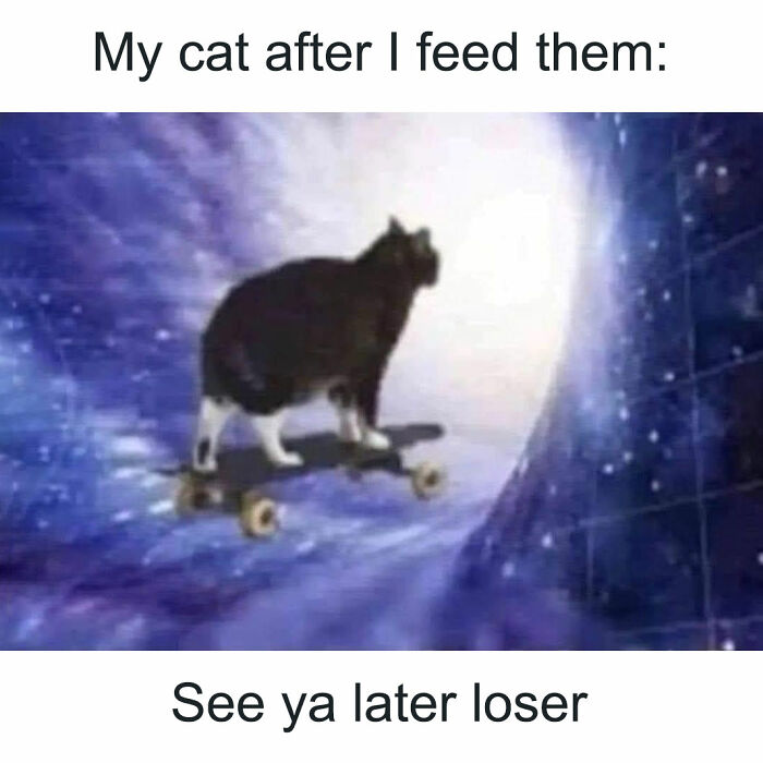 Cat meme therapy showing a cat riding a skateboard through a cosmic tunnel with humorous caption about feeding cats.