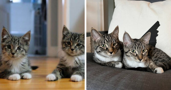 Two tabby cats side by side, showing the change from kitten to cat.