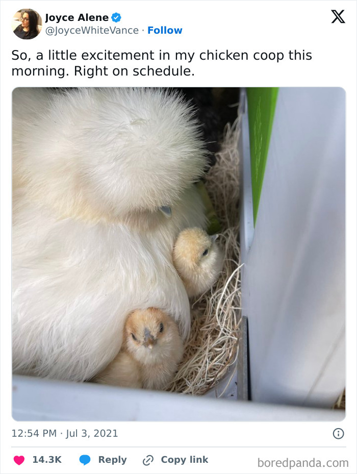 Fluffy white mother hen with two cute baby chicks nestled in a cozy chicken coop, showcasing adorable baby animal moments.