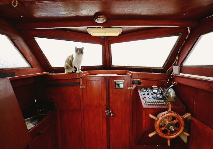 Cat sitting inside a wooden boat cabin on Istanbul’s streets, with vintage controls and bright windows in the background.