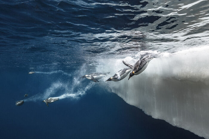 Penguins swimming underwater near an ice wall, showcasing stunning pics of deep sea mysterious creatures by a diver photographer.