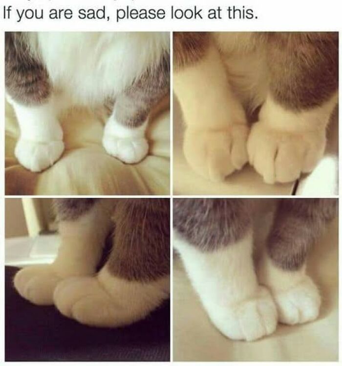 Close-up views of a cat's paws showing curled toes in a comforting cat meme therapy to brighten your day.
