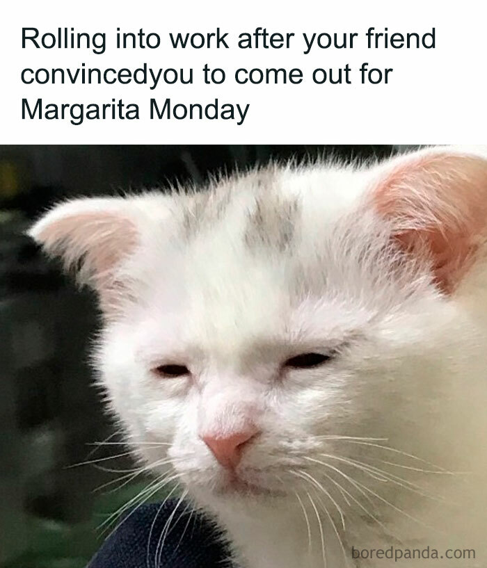 Tired white cat with squinting eyes captioned about rolling into work after a late Margarita Monday night.