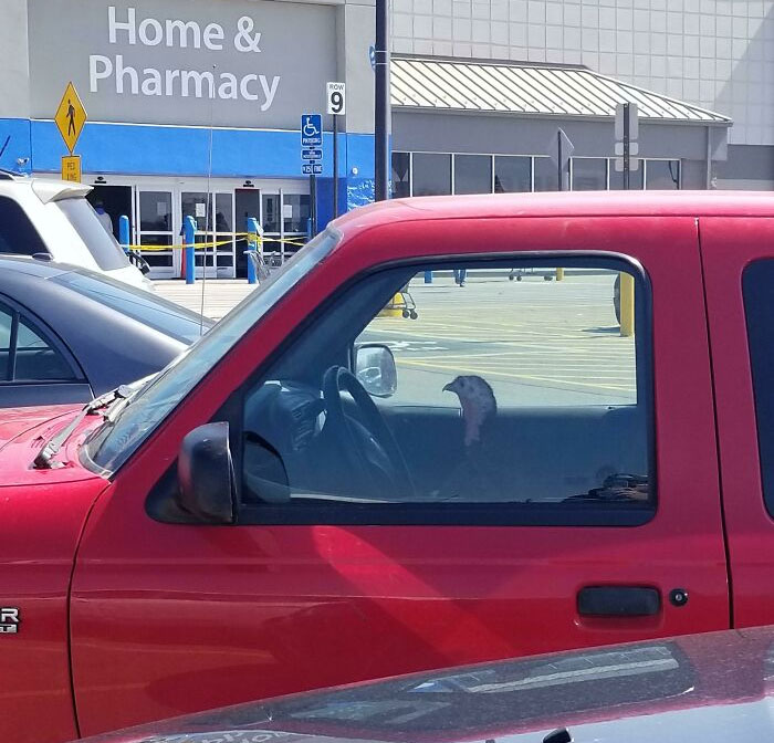 Pavo sentado en el asiento del conductor de una camioneta roja en el estacionamiento de Walmart, imagen divertida y confusa.
