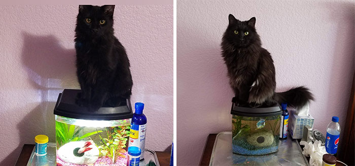 After Finding Him To 2 Years Later – Meet Toothless