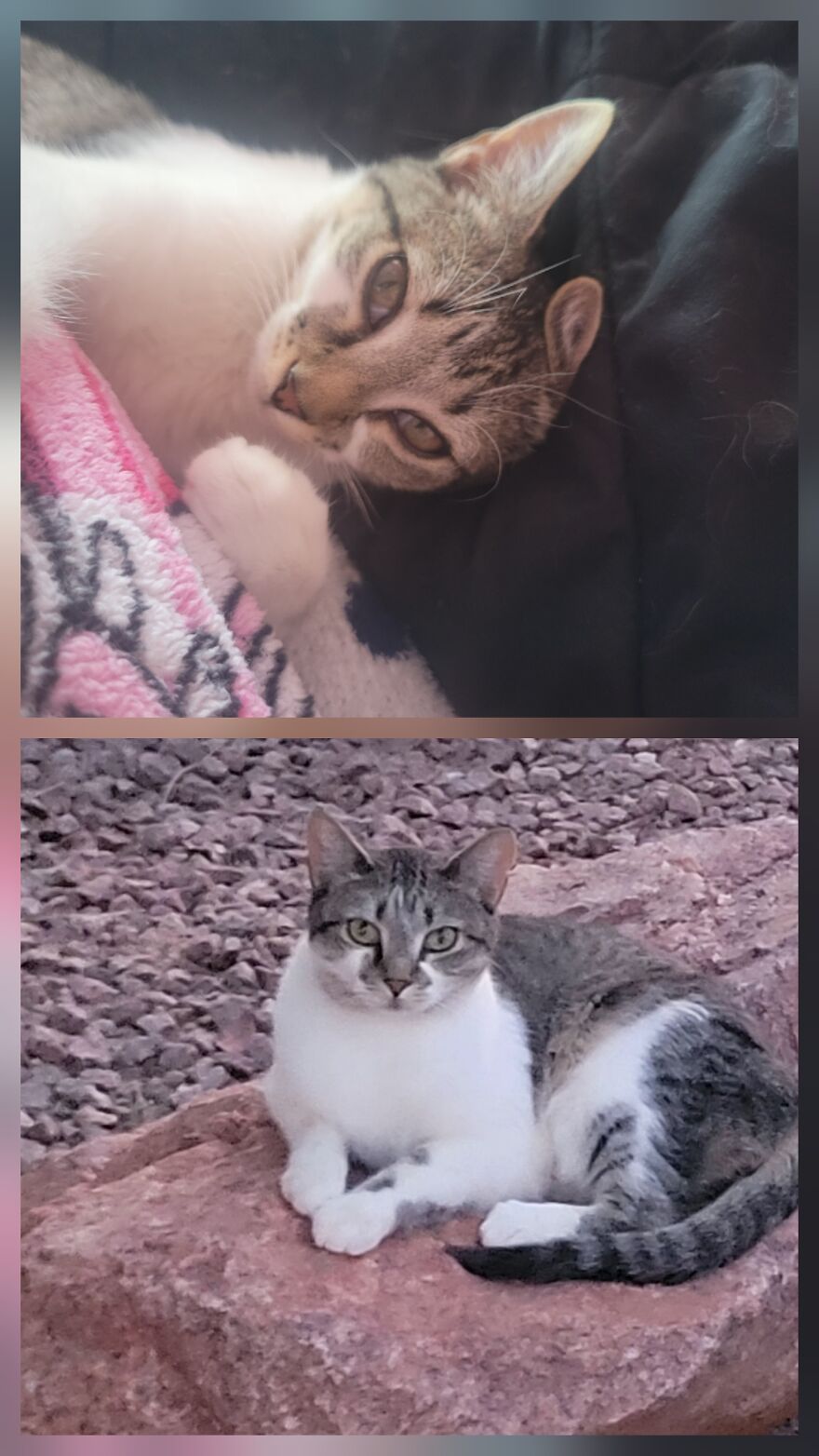 Furbaby Glow Up Part 2 (With Fixed Picture)